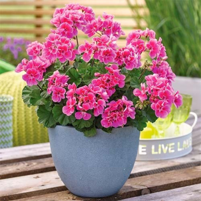 Семена Пеларгония микс  Голландия