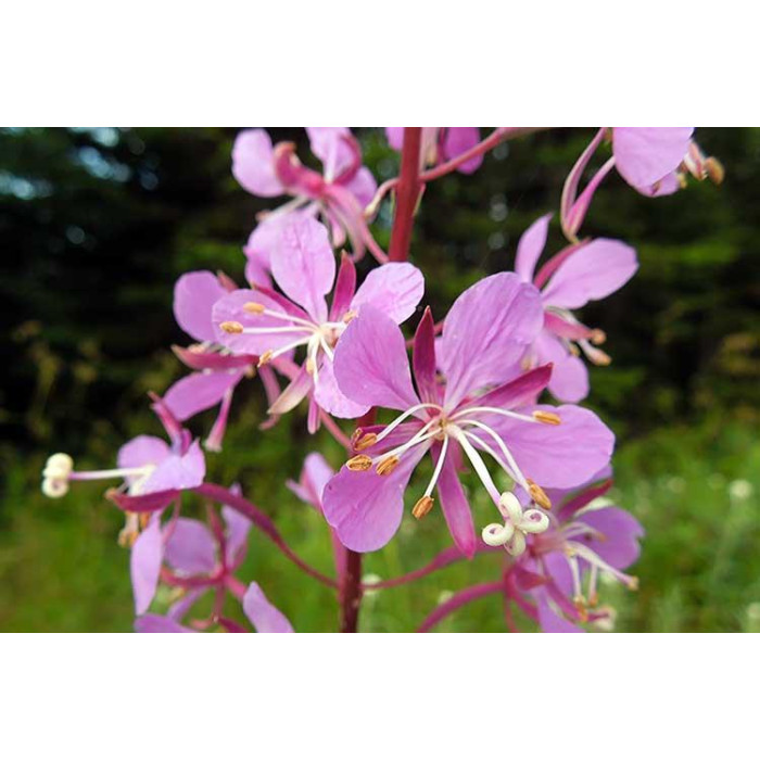 Семена Иван-Чай узколистный