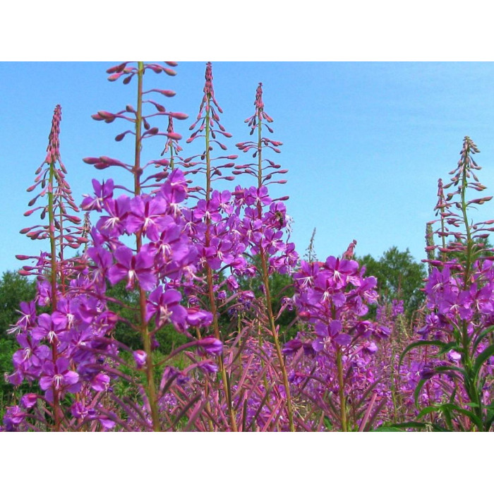 Семена Иван-Чай узколистный