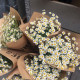 Насіння Маруна Голландія
