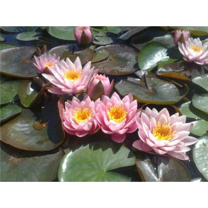 Лотос насіння