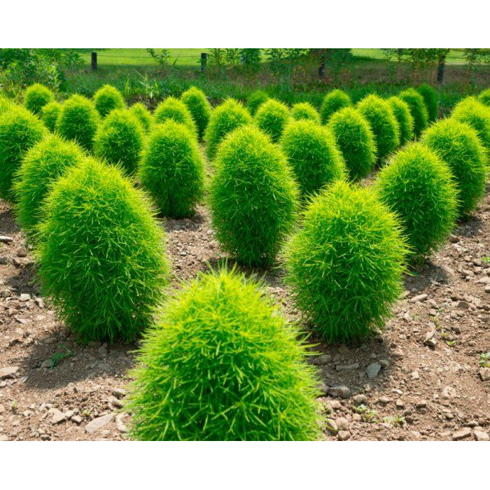 Насіння Кохія червона, Чайдлса мікс або на вибір Голландія