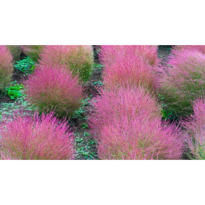 Насіння Кохія червона, Чайдлса мікс або на вибір Голландія