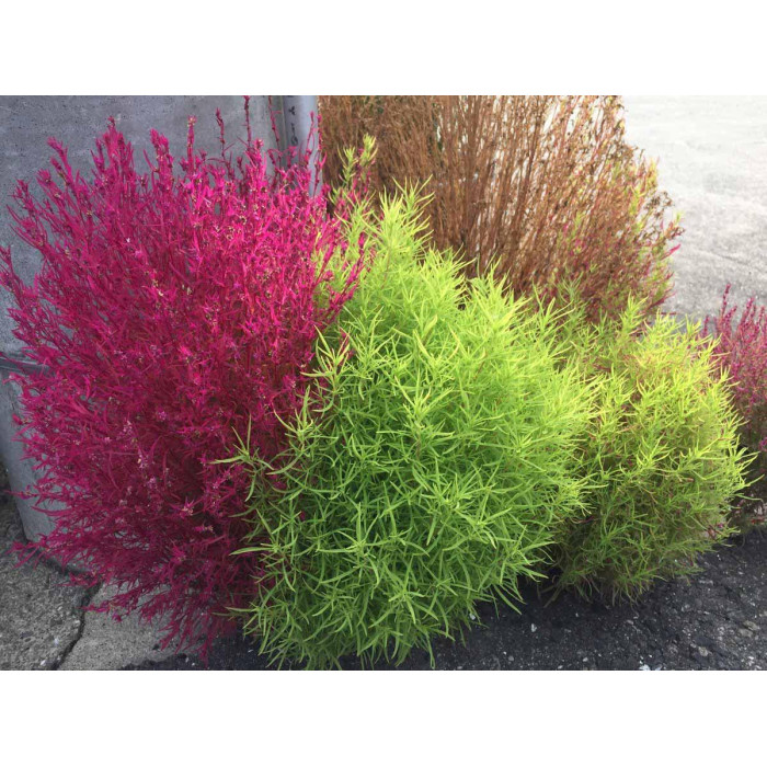 Насіння Кохія червона, Чайдлса мікс або на вибір Голландія