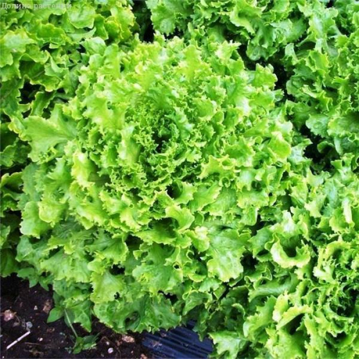 Насіння салату кучерява Україна