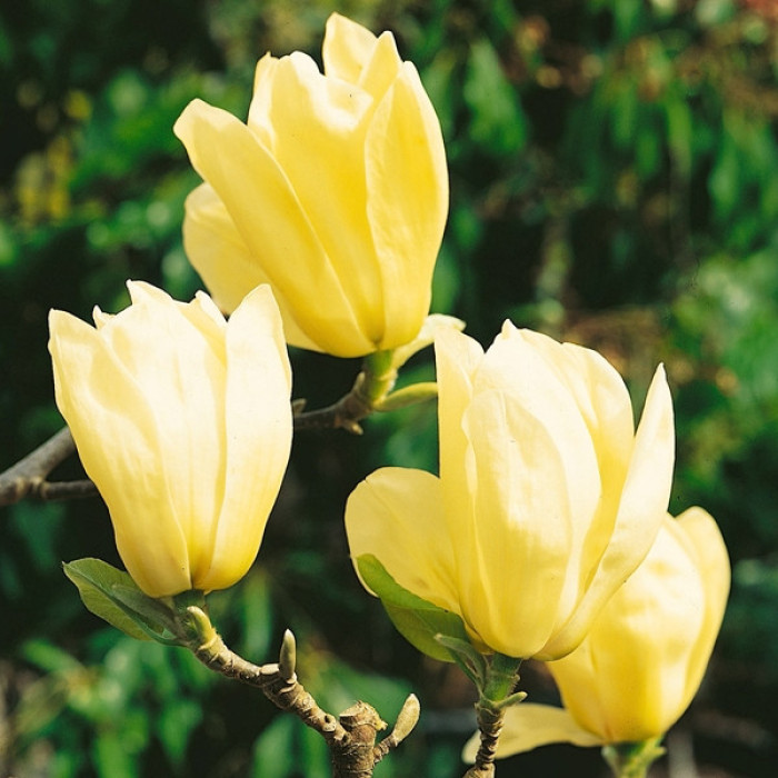 Насіння магнолії Yellow bird Голландія
