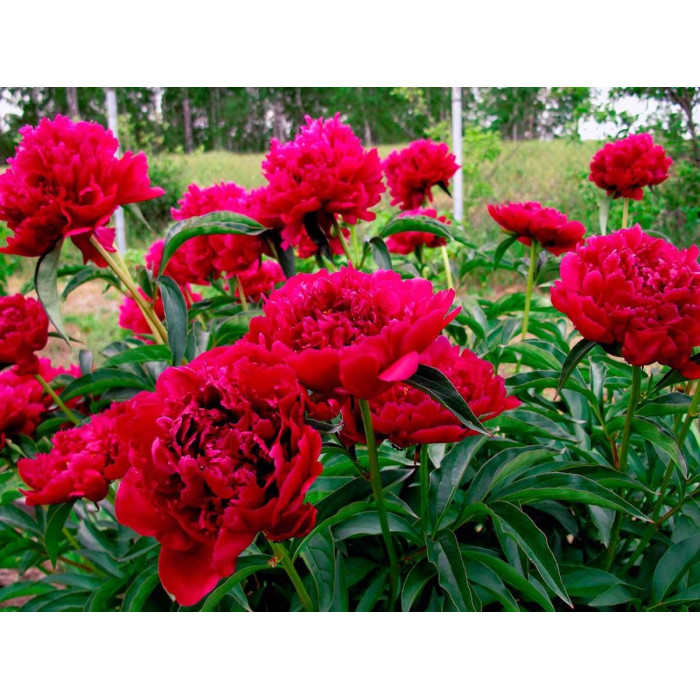 Насіння Півонія деревоподібне Голландія Red Sarah Bernhardt Fiona