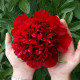 Насіння Півонія деревоподібне Голландія Red Sarah Bernhardt Fiona