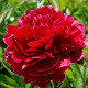 Насіння Півонія деревоподібне Голландія Red Sarah Bernhardt Fiona