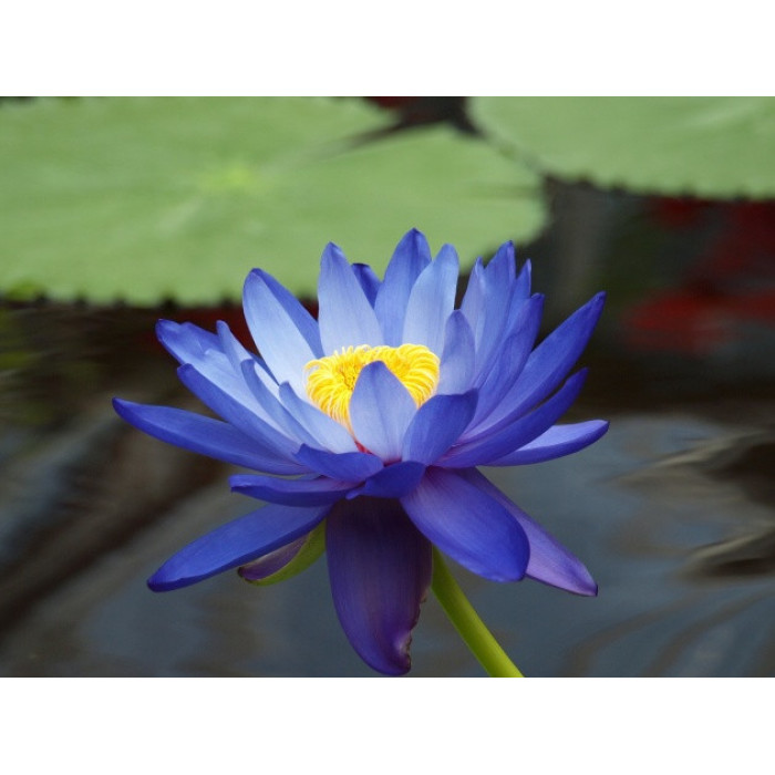 Насіння лотоса синього Індія