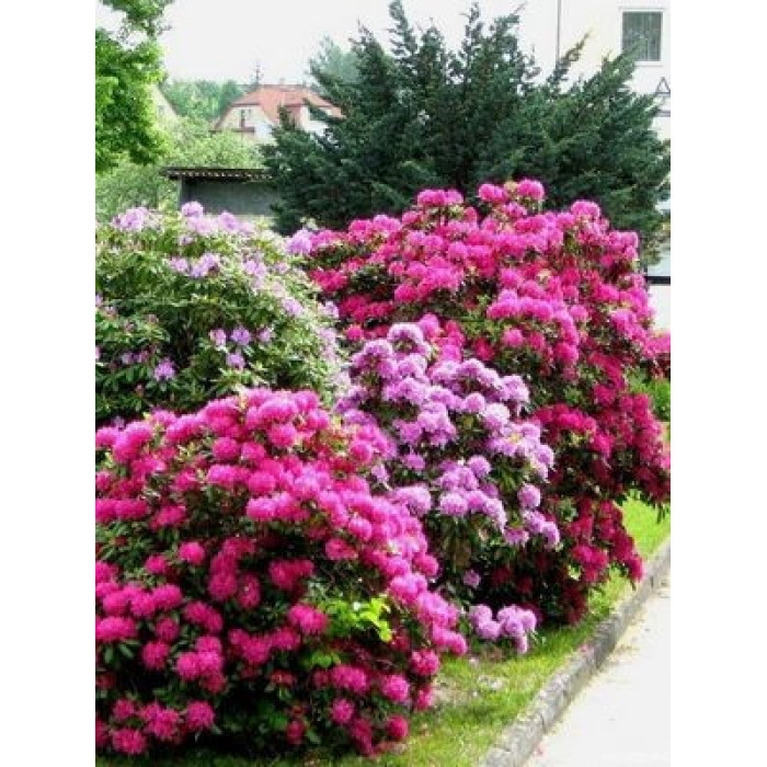 Семена Рододендрон Голландия