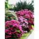 Семена Рододендрон Голландия