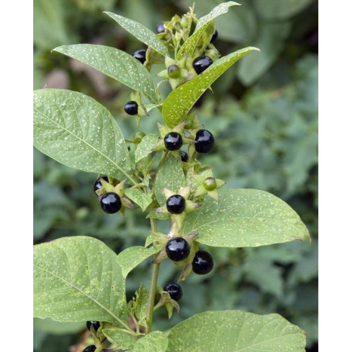 Насіння Белладонна ентеоген Україна