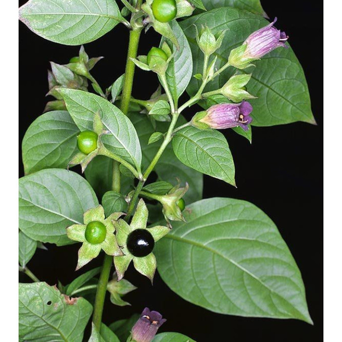 Насіння Белладонна ентеоген Україна