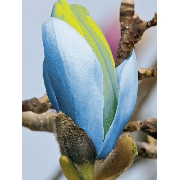 Насіння магнолії Blue Opal Голландія