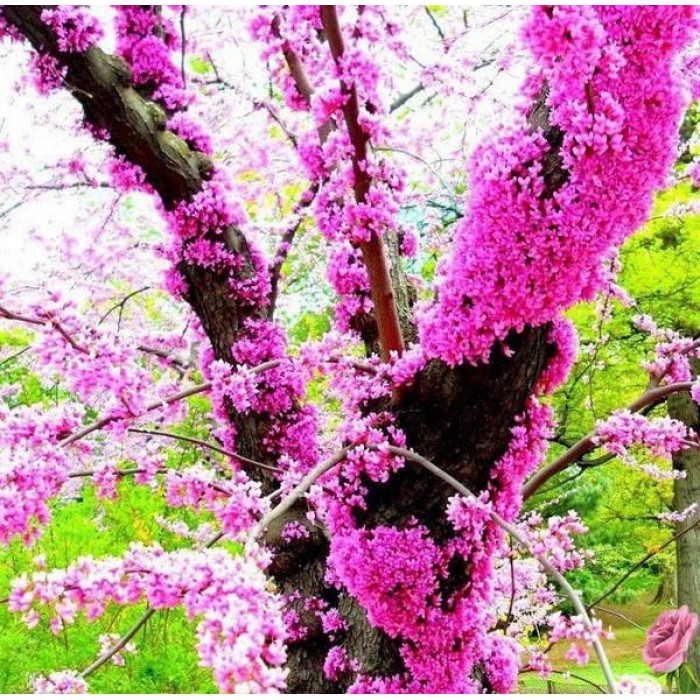 Семена Церцис европейский багрянник морозостойкий