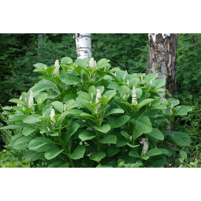 Лаконос насіння Америка США