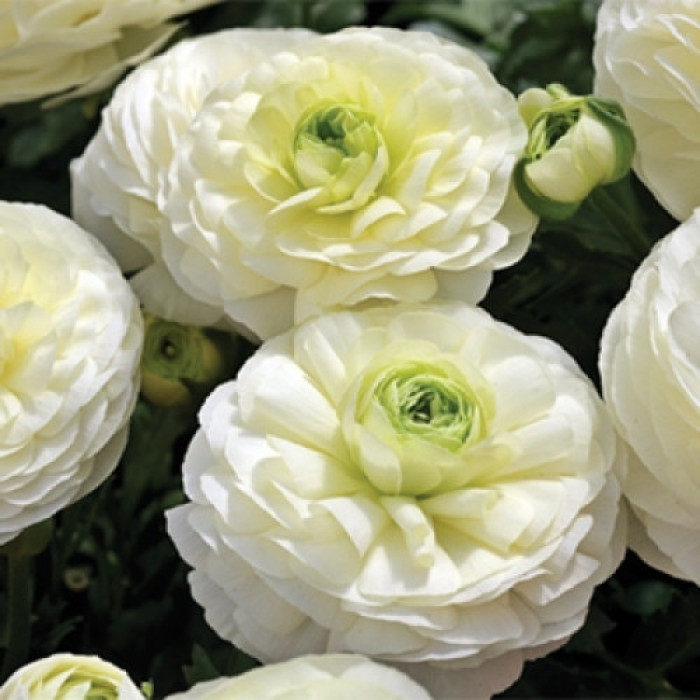 Луковиця Лютик White Rouse Голландія