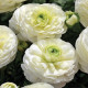 Луковиця Лютик White Rouse Голландія
