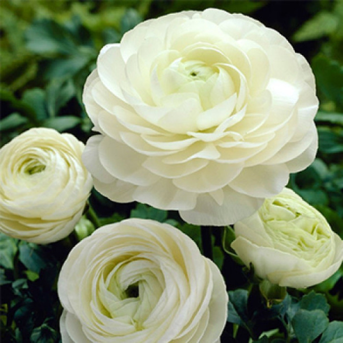 Луковиця Лютик White Rouse Голландія
