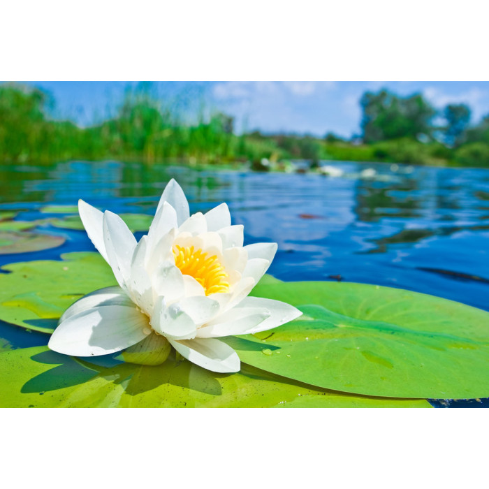 Насіння Лотоса білого Індія