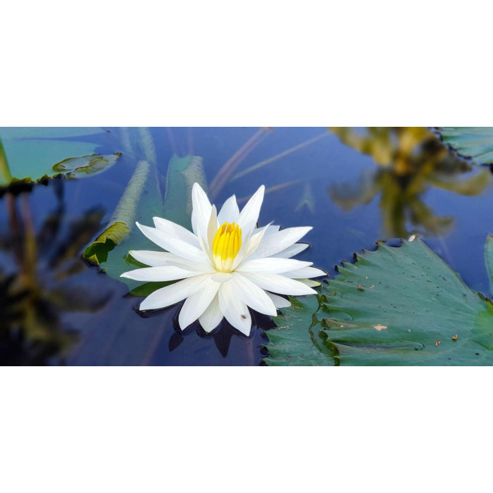 Насіння Лотоса білого Індія