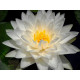 Насіння Лотоса білого Індія