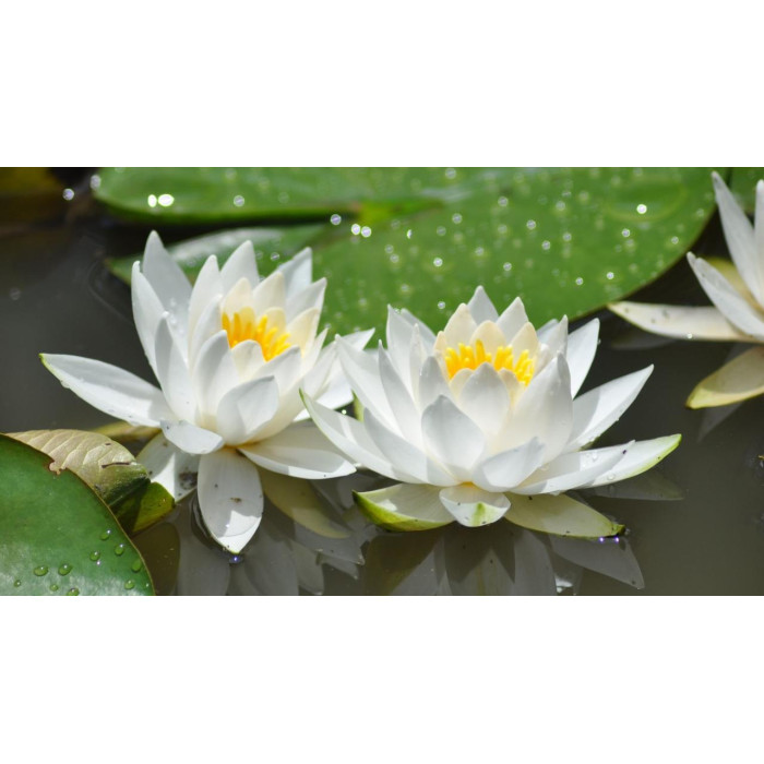 Насіння Лотоса білого Індія