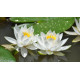 Насіння Лотоса білого Індія