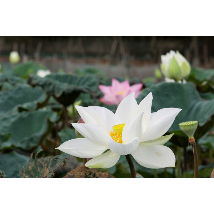 Насіння Лотоса білого Індія