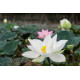 Насіння Лотоса білого Індія
