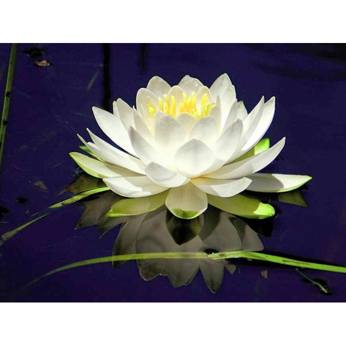 Насіння Лотоса білого Індія