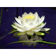 Насіння Лотоса білого Індія