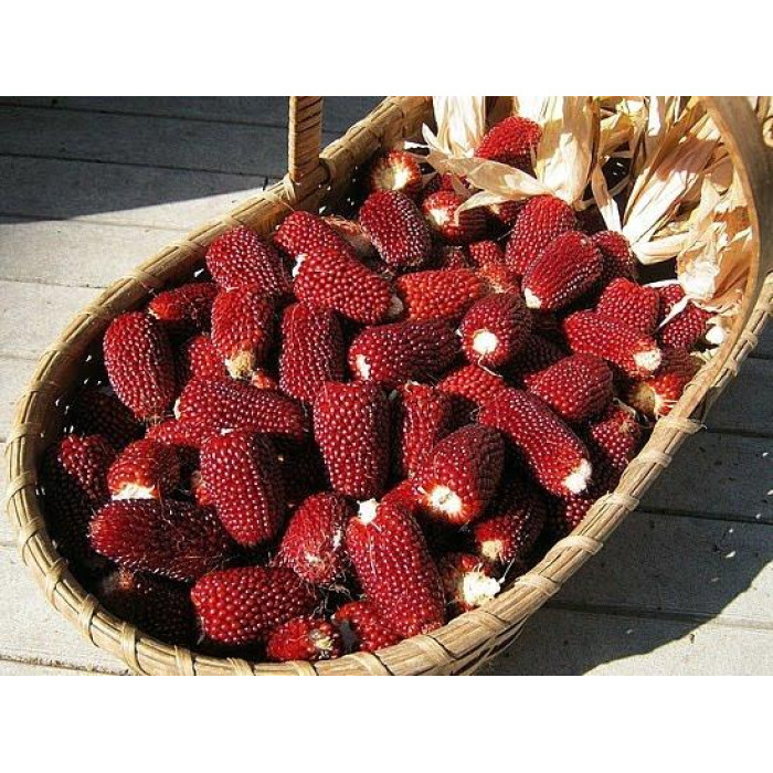 Насіння Кукурудза Полуничка Україна